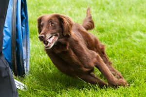 Dog running