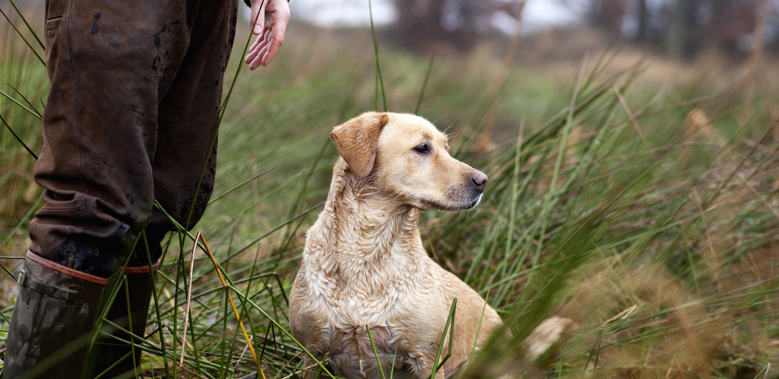 Dog and man in field