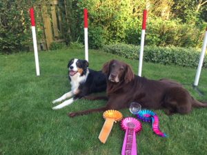 Dogs with medals