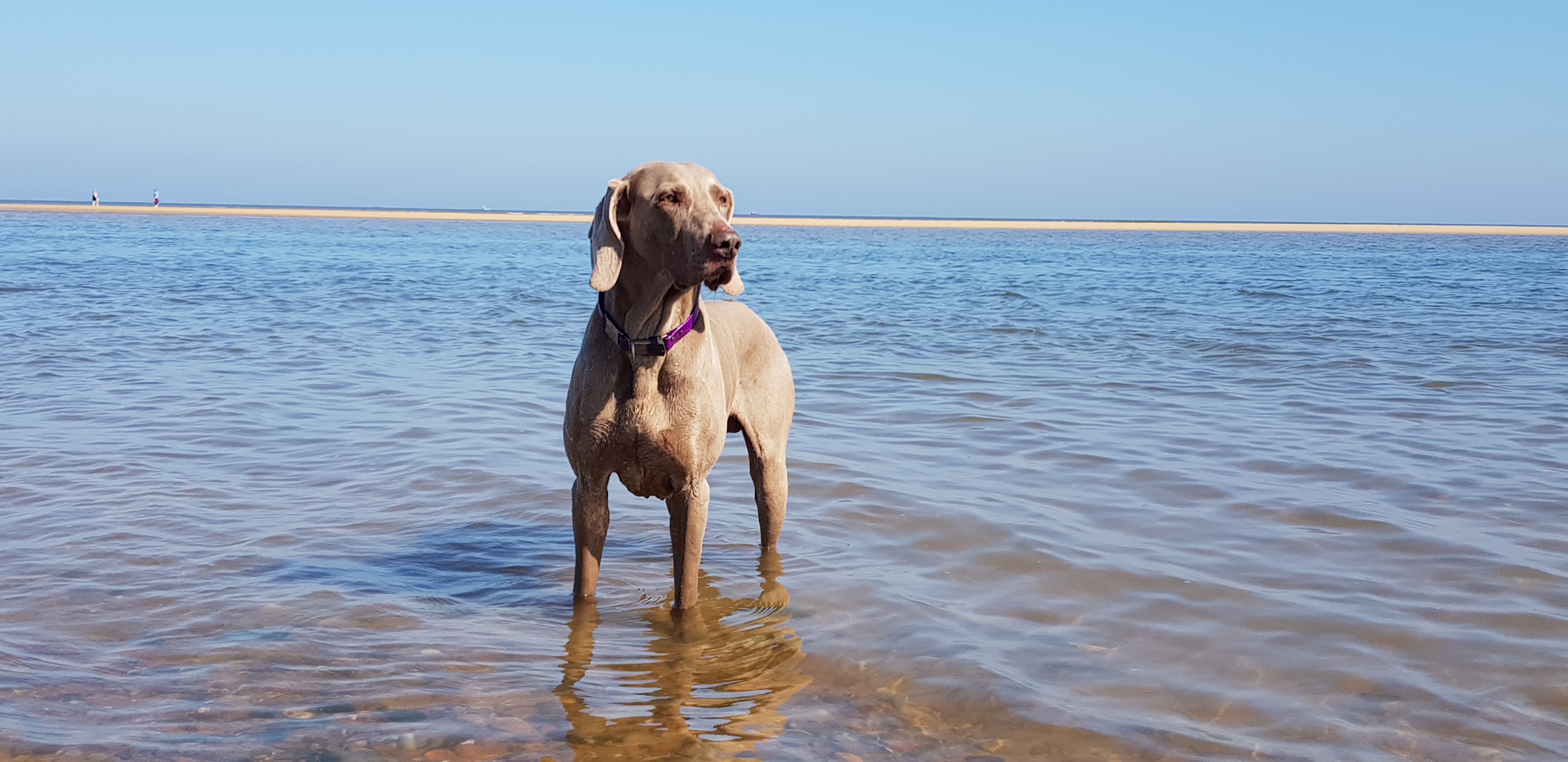 Dog in ocean