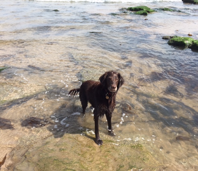 Dog in the ocean