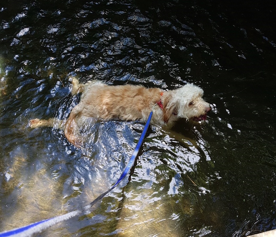 Dog swimming