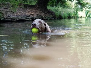 Dog swimming in river