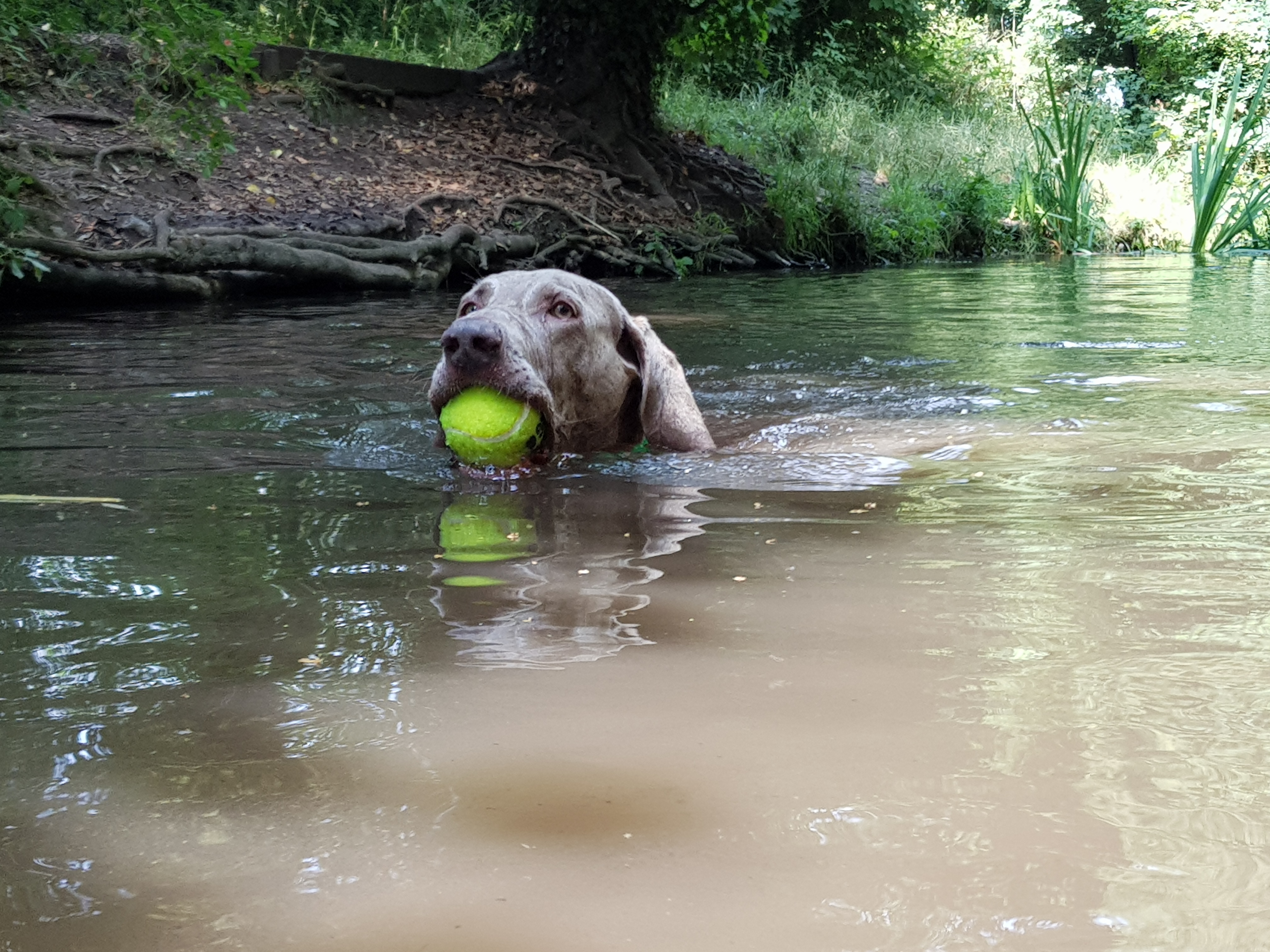 Dog swimming in river