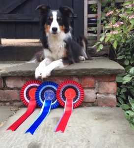 Dog with trophy