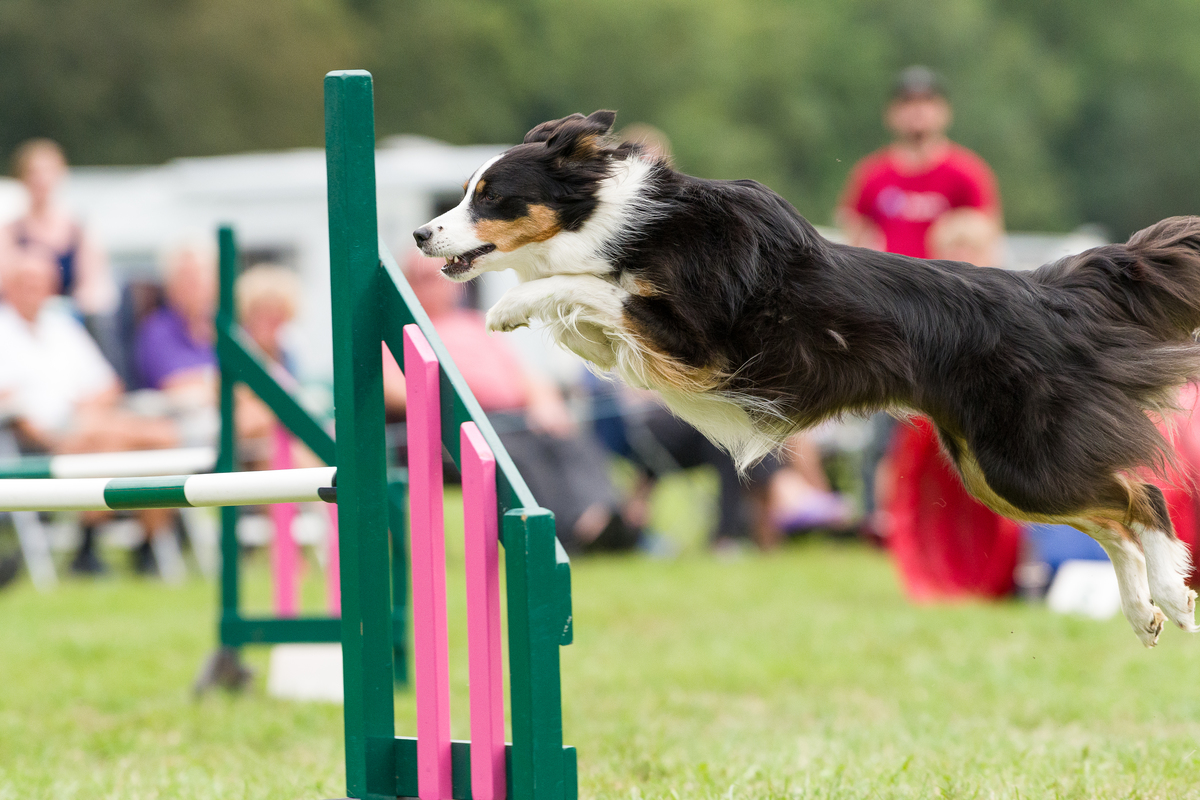 Dog doing show