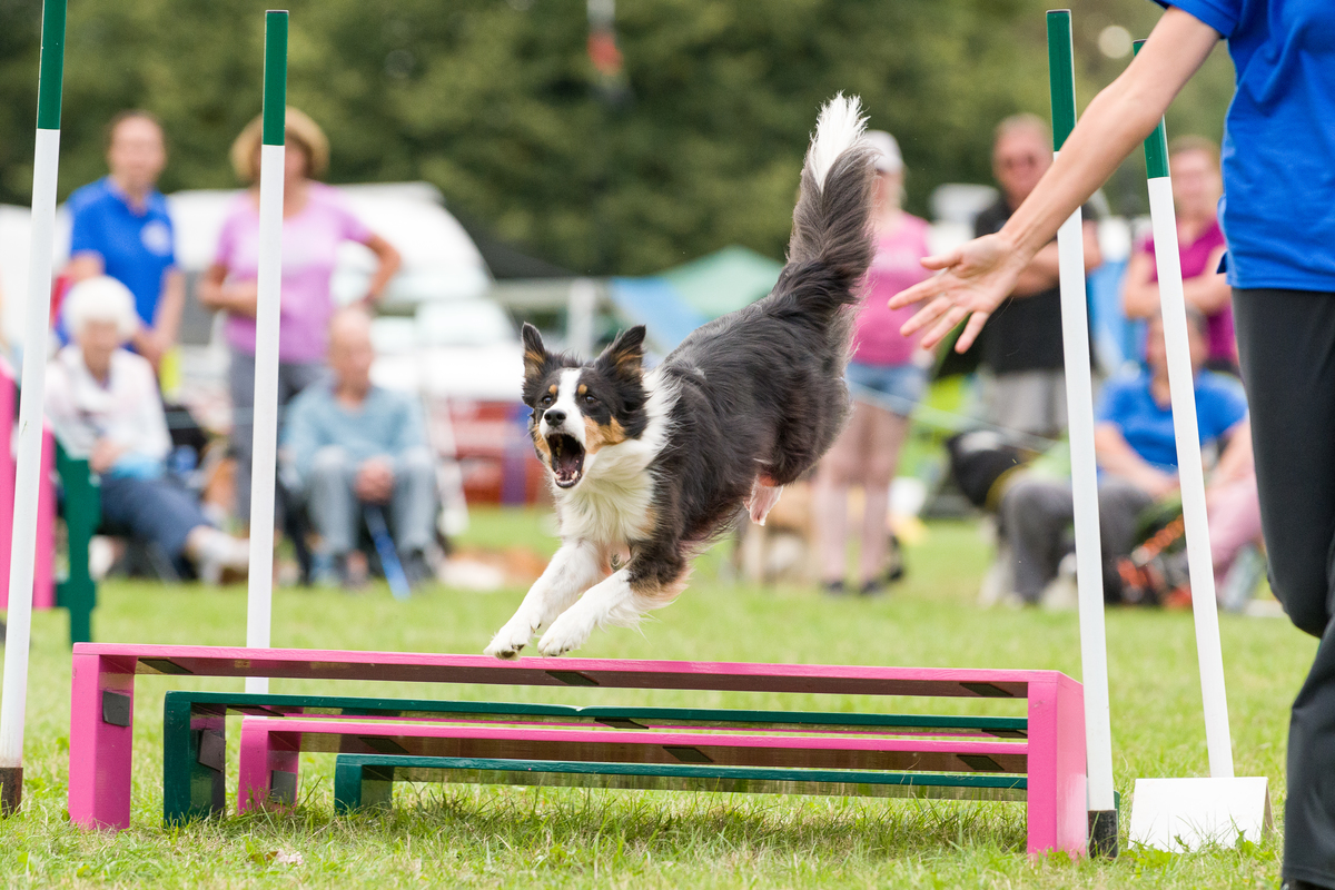 Dog at dog show