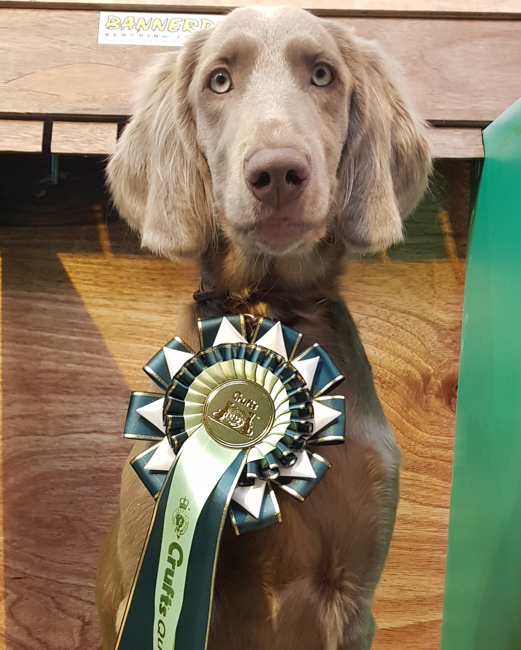 Dog with award