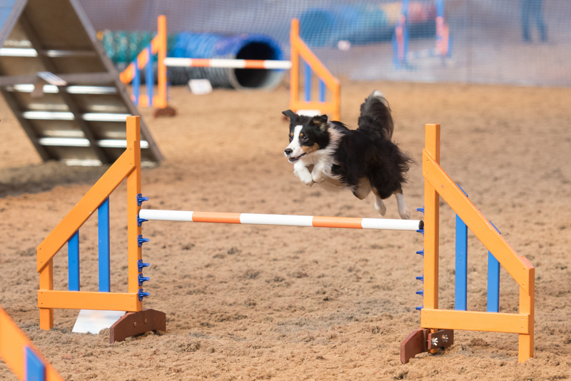 Dog showing agility