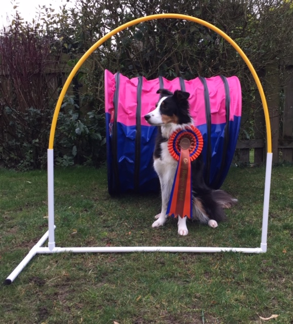 Dog with award