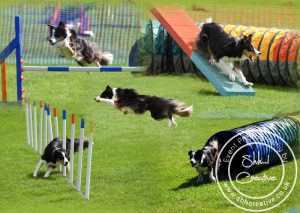 Dogs at dog show event