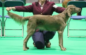 Women measuring dog