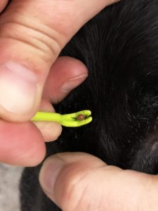 Tick removal