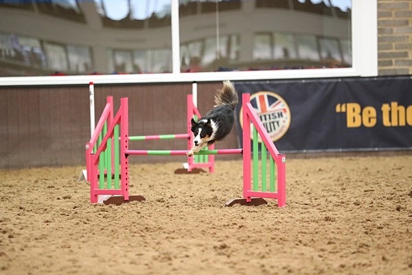 British Agility Champs Flyte