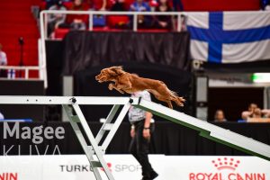 British Agility Champs Flyte