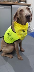 Dog with dog therapy bib