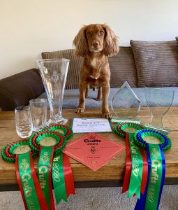 Dog with Awards