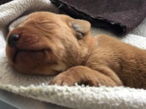 Puppy sleeping