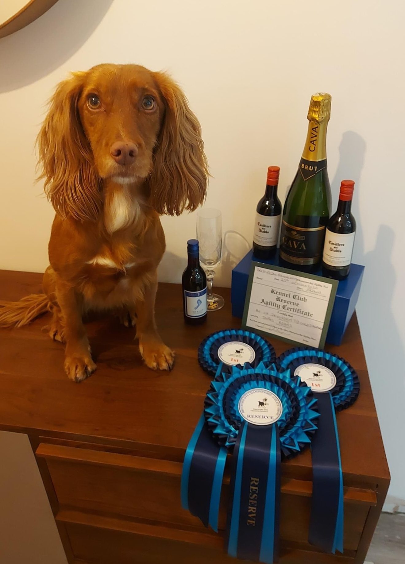 Dog with trophies