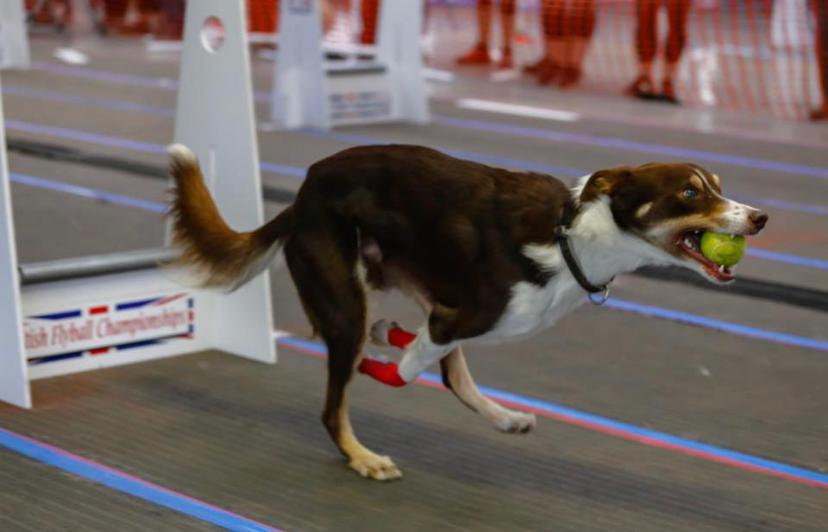 Dog competing in Flyball