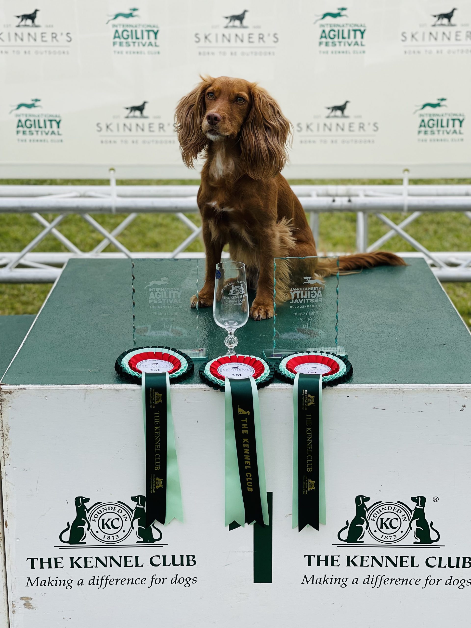 Dog with trophies