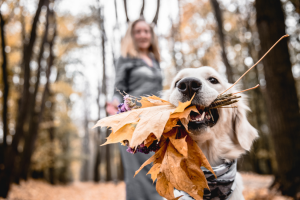 Dog enjoying Autumn leaves