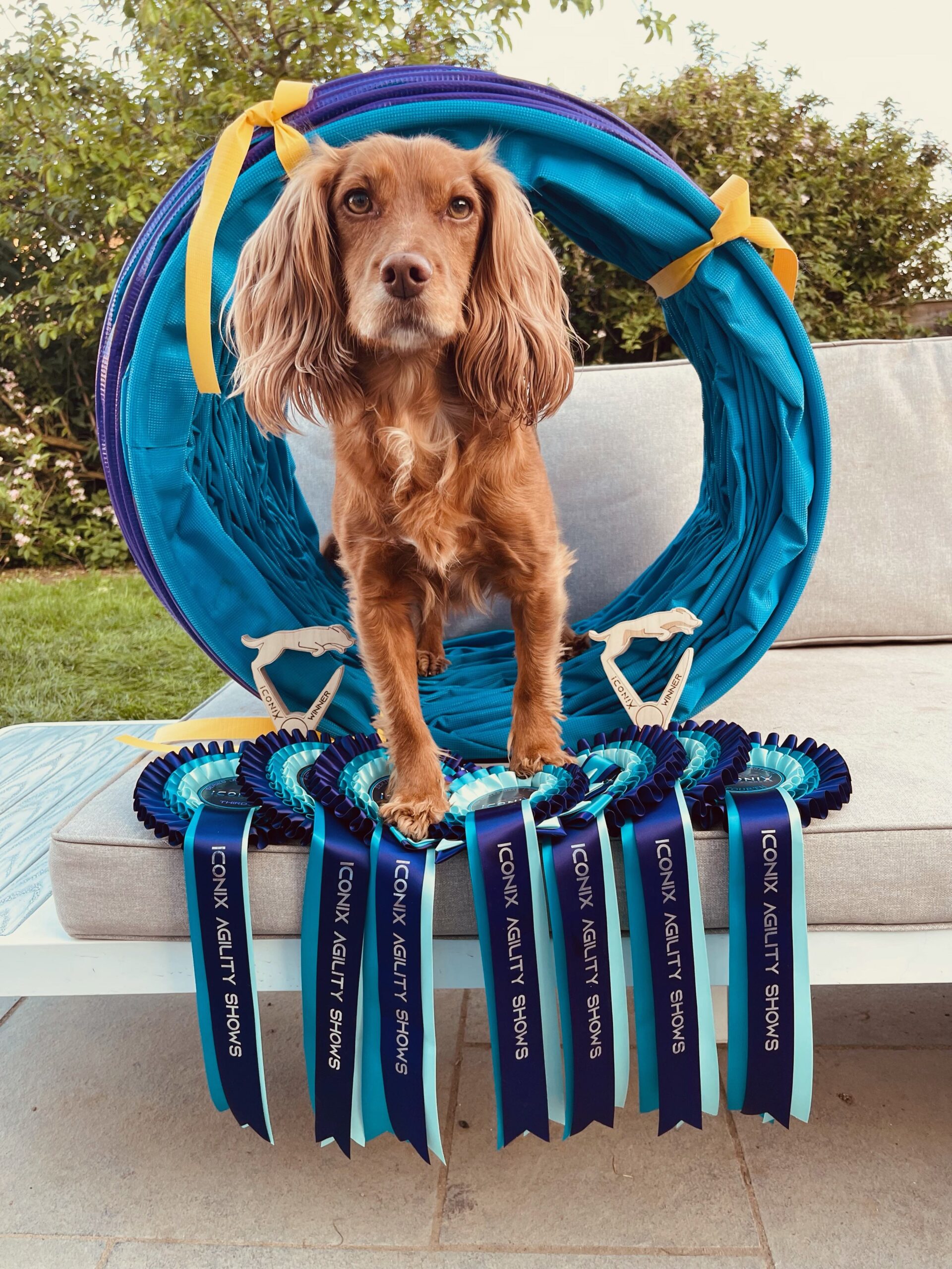 Dog with award